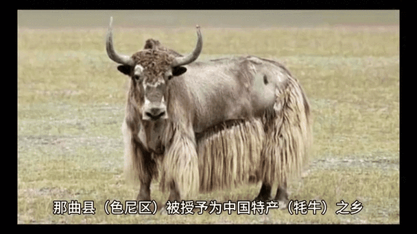 【色尼区近4天新增破22_色尼区有哪些乡】