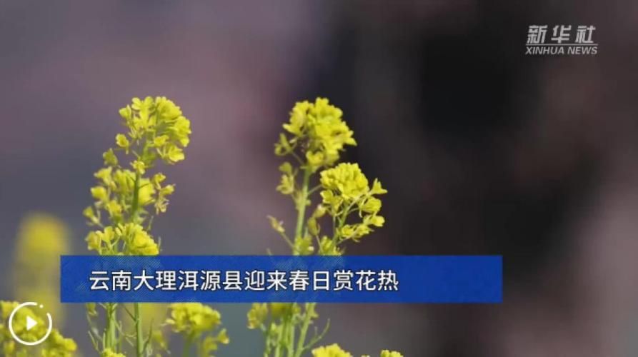 【云南大理白族自治州洱源县今日新增23例本土确诊,大理洱源新闻最新消息】