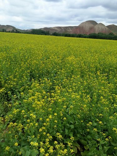 新疆维吾尔自治区克拉玛依独山子区最新轨迹公布：寻找同轨迹人员的简单介绍