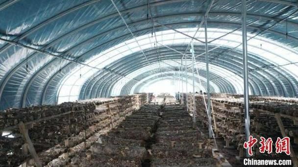 【宁夏回族自治区固原泾源县近6天新增重症18例,宁夏固原市泾源网】