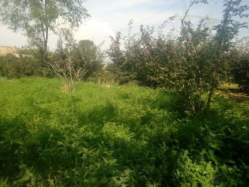 甘肃临夏回族自治州永靖县通报5例无症状感染者详情(甘肃省临夏州永靖县新闻)