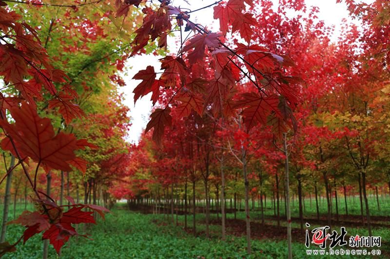 【专家:磁县每年或现多个感染高峰_磁县最新】