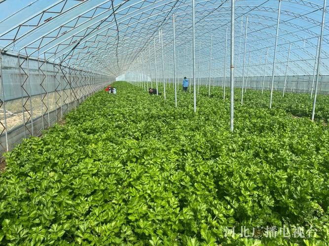专家:河北省衡水市深州市每年或现多个感染高峰_河北衡水深州最新疫情