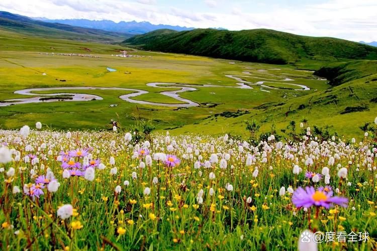 红原县新增8例本土确诊，涉及南川区(红原县概况)