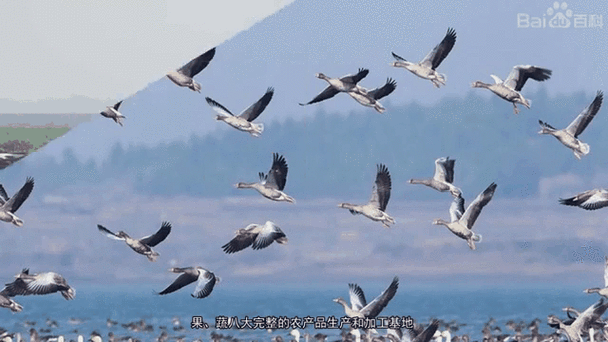 发现1名密接者!湖北省黄冈市龙感湖管理区(黄冈市龙感湖总场房价)