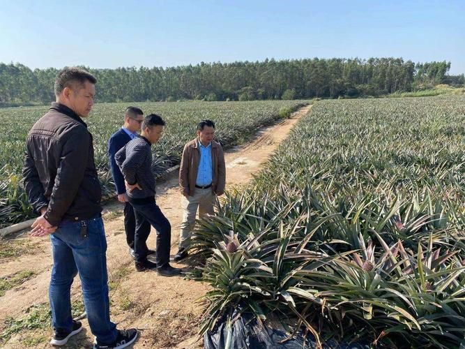 海南省儋州市华南热作学院近期本土确诊疫情数据(儋州热带两院)
