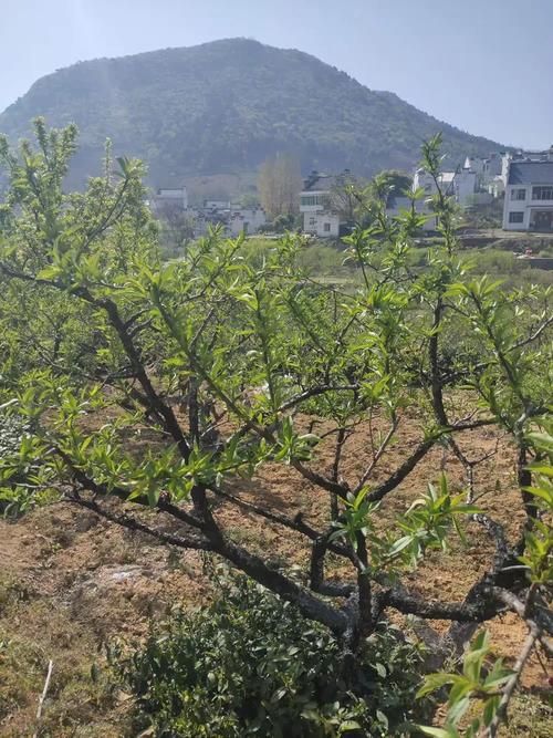 万山区疫情最新实数据_万山区概况