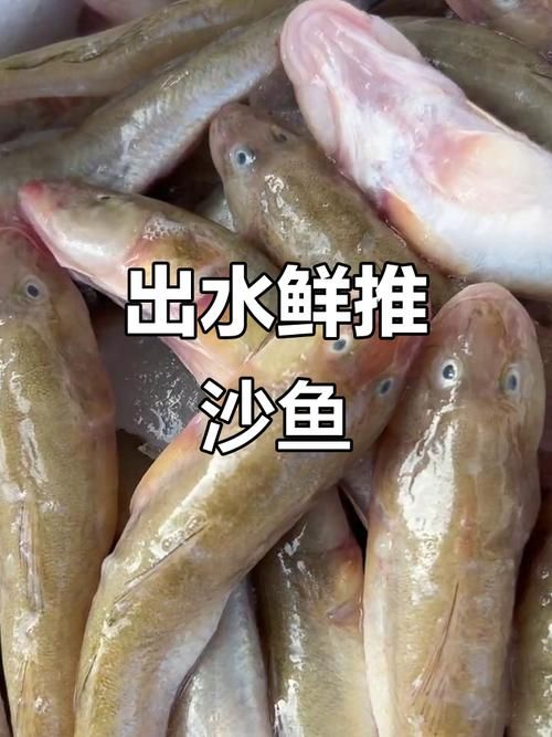 【疫情最新报告中沙群岛的岛礁及其海域新闻,沙群岛的鱼有哪些?】