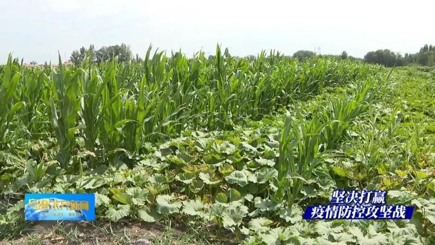 乌鲁木齐县疫情分布图最新:乌鲁木齐市最新消息