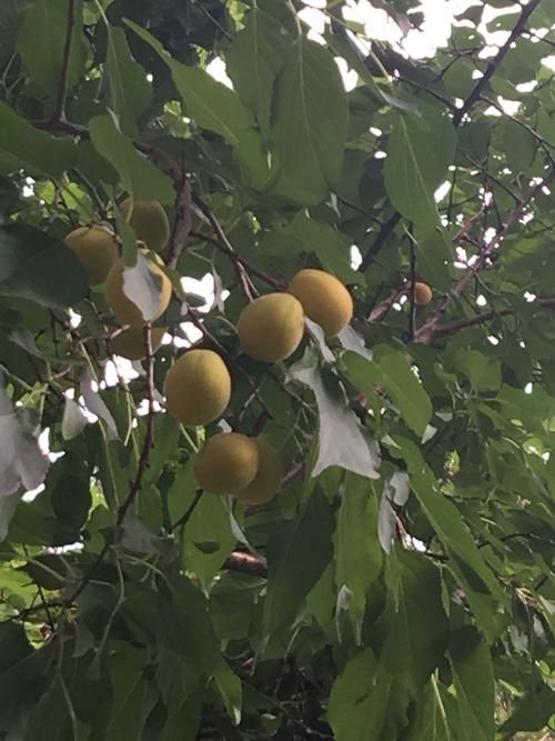 【8月20日阳明区疫情最新,阳明区天气预报查询】