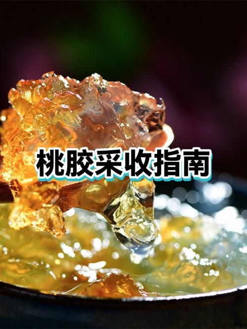  解读疫情最新消息四川省广元市朝天区:一亩桃树能产多少桃胶