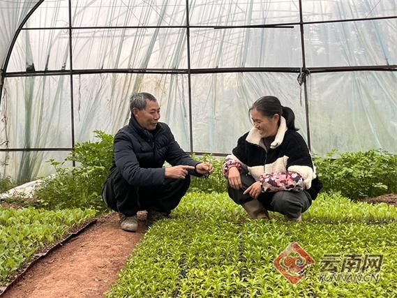 【云南省昭通市绥江县地区疫情管控严不,云南昭通绥江县中城镇农业村】