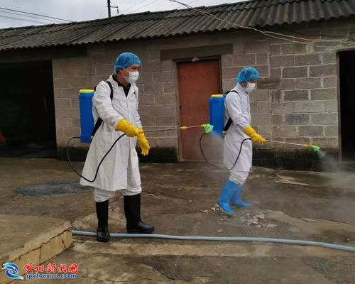 平桂区最新疫情(平桂区最新疫情防控政策)